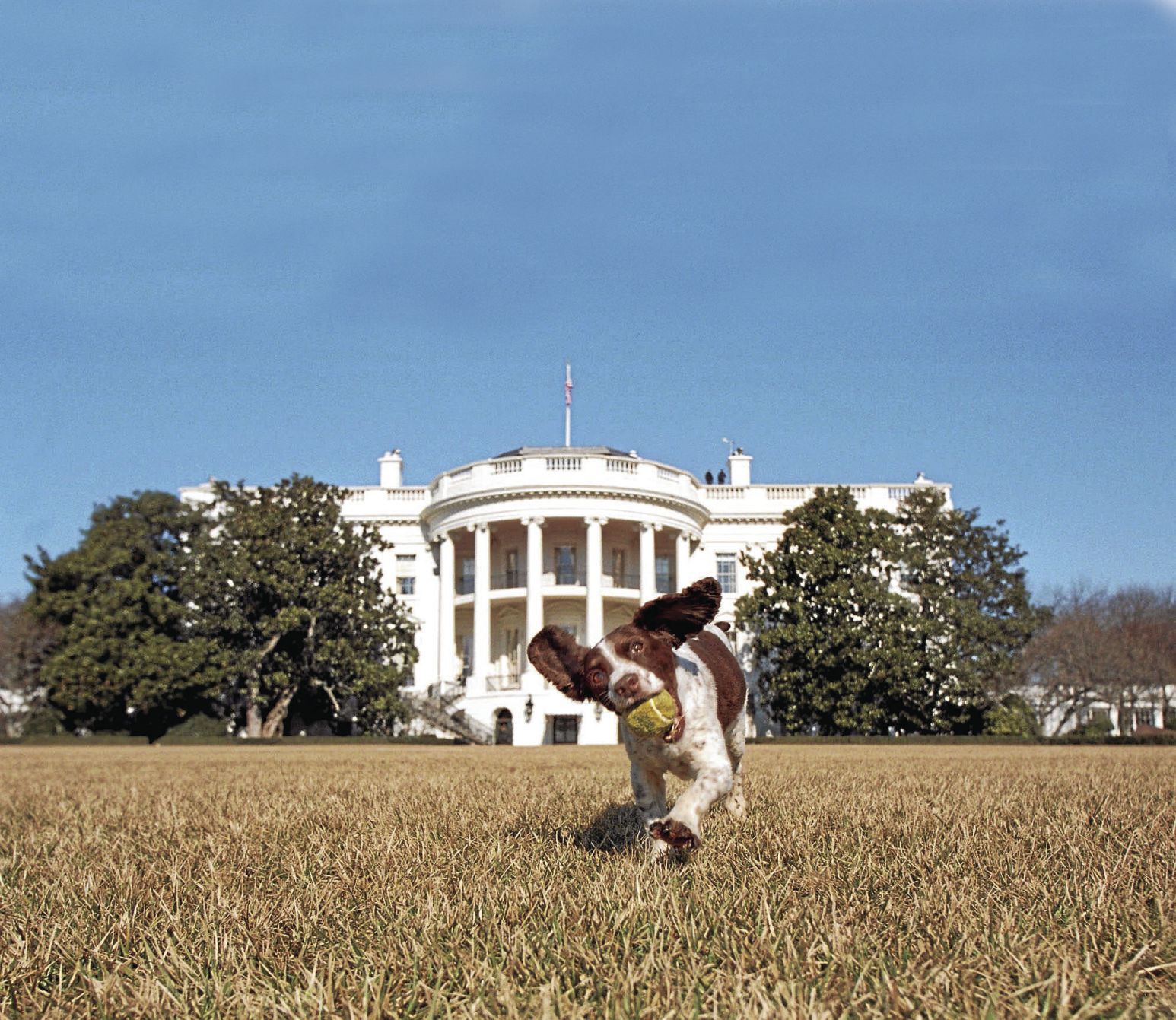 Spot, 2001